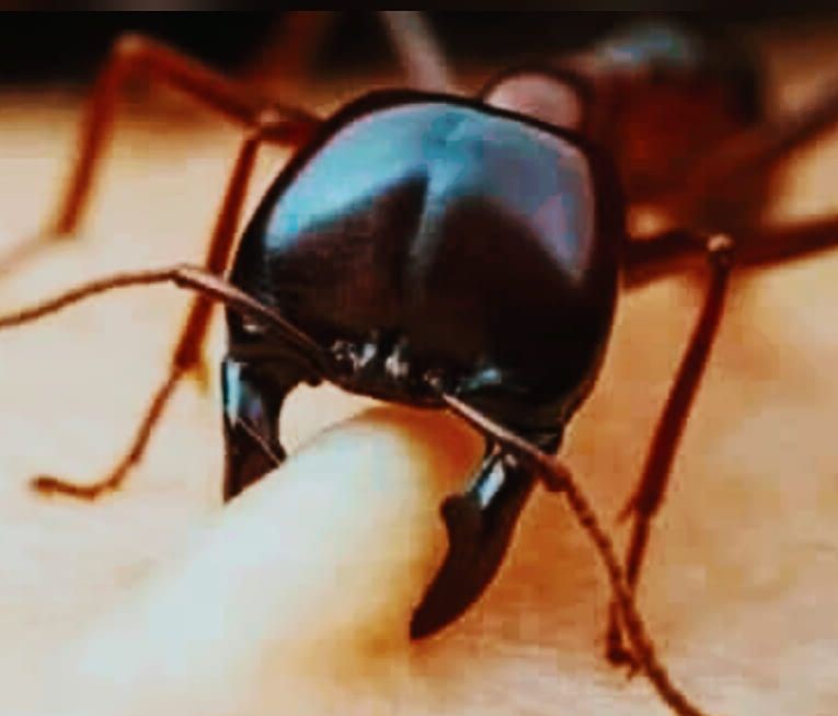 إذا قرصتك نملة لا تقتلها، بل أشكرها علي ذلك