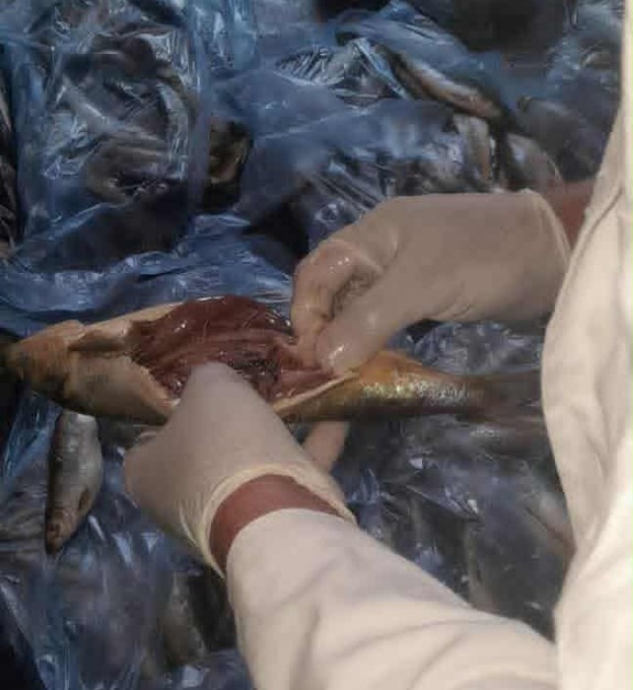 محافظ الغربية ضبط أكثر من طن منتجات فاسدة بزفتى والسنطة ويؤكد لا تهاون مع المتلاعبين بصحة المواطن