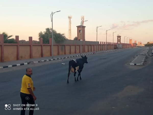 تنفيذًا لتوجيهات محافظ بورسعيد ..حي الزهور يواصل حملاته لفرض الانضباط ومنع انتشار الماشية في شوارع المحافظة