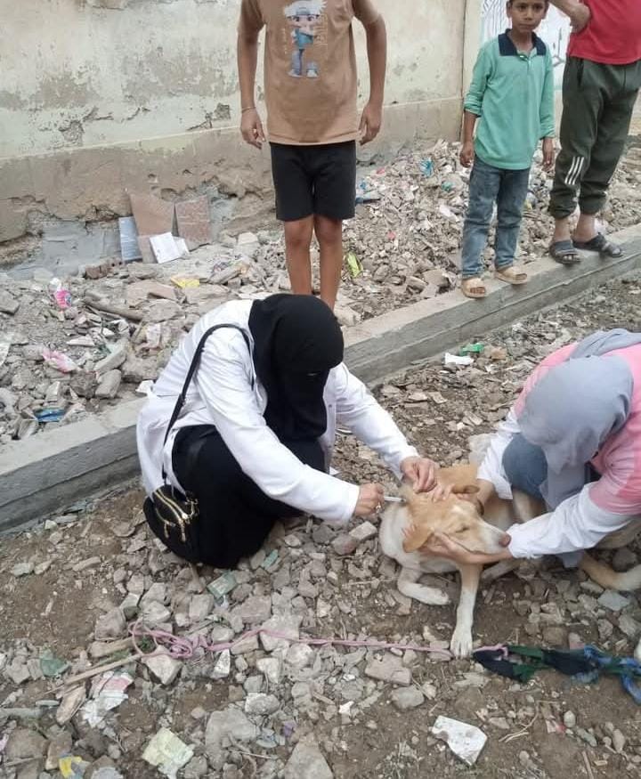 الطب البيطري بالغربية يطلق حملة شاملة لتحصين وتطعيم الكلاب الضالة