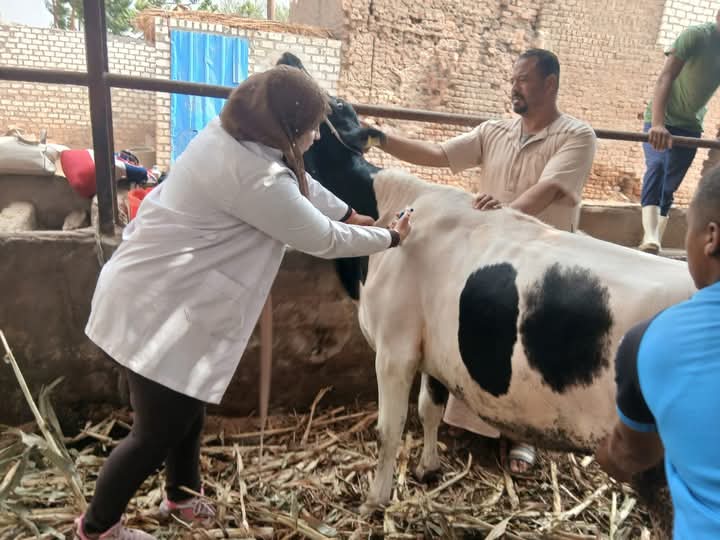 محافظ أسيوط: تحصين 36 ألف رأس ماشية خلال الأسبوع الثاني من الحملة القومية الثالثة للتحصين