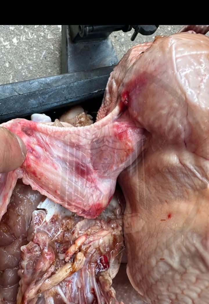 محافظ أسيوط: ضبط 8 آلاف كجم من اللحوم غير الصالحة للاستهلاك الآدمي خلال أكتوبر