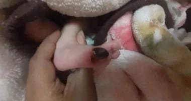 ارادة شعب| حوادث | العثور على طفلة حديثة الولادة فى القمامة،