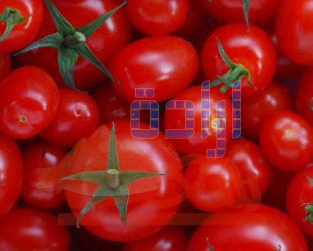 الطماطم هتغلى.. توقعات بارتفاع سعر الكيلو خلال الفترة المقبلة