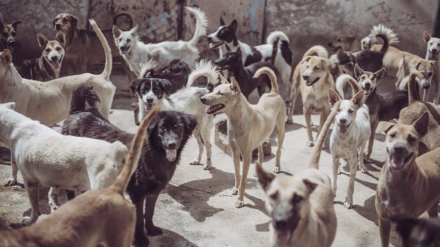 محافظ بورسعيد يخصص أراضي لإنشاء ملاجئ لإيواء كلاب الشوارع بمشاركة المجتمع المدني