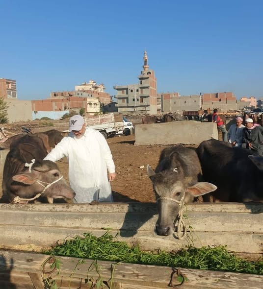 محافظ الدقهلية: تحصين287 ألف رأس ماشية في الحملة القومية للتحصين ضد الحمى القلاعية