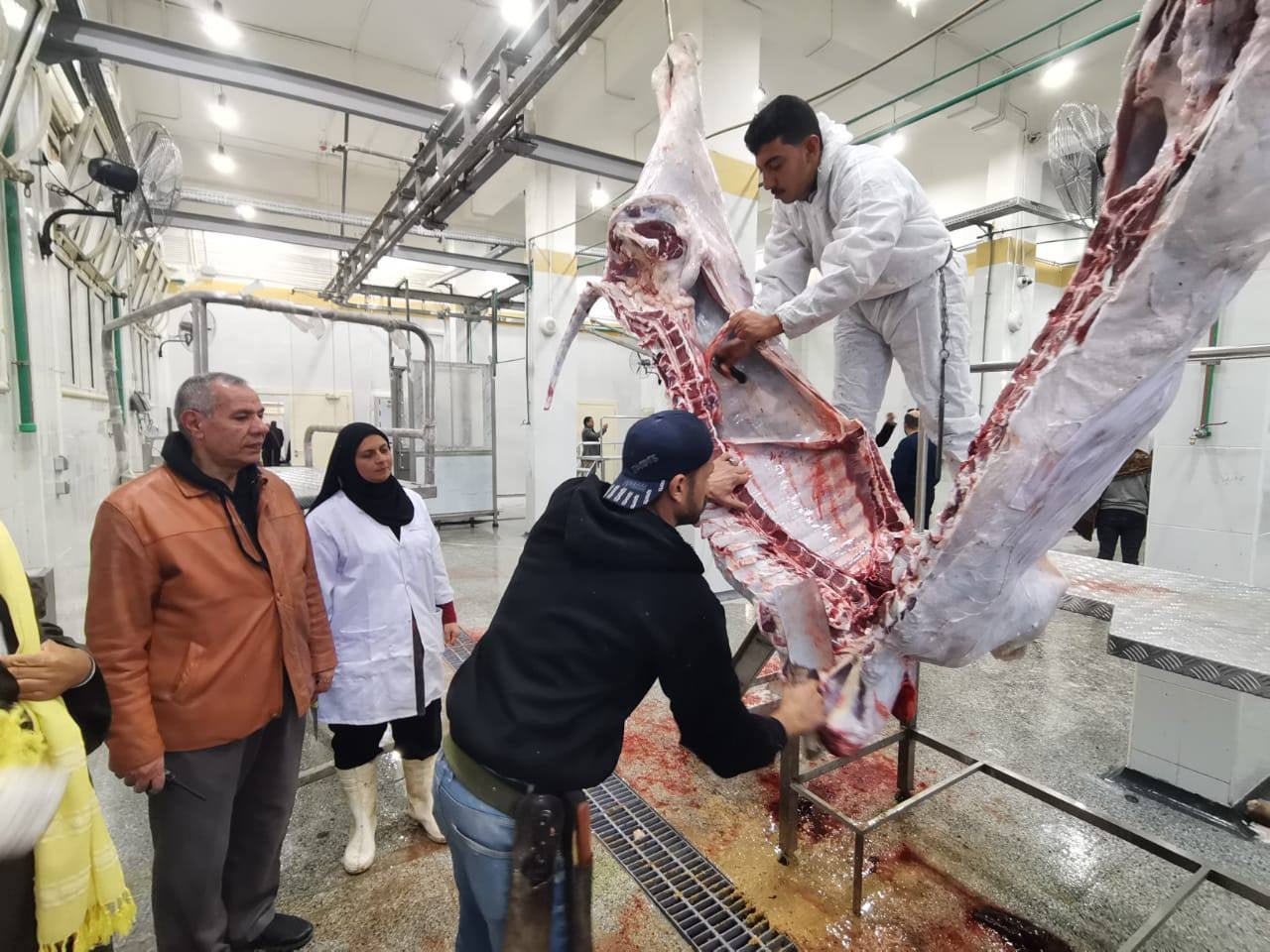 بتكلفه إجماليه 30 مليون جنيه بدء التشغيل التجريبى لمجزر السنبلاوين