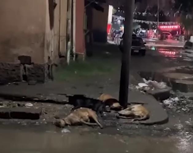 استغاثة من ماس كهربائي بأعمدة إنارة قرب نقابة المهندسين بالقاهرة