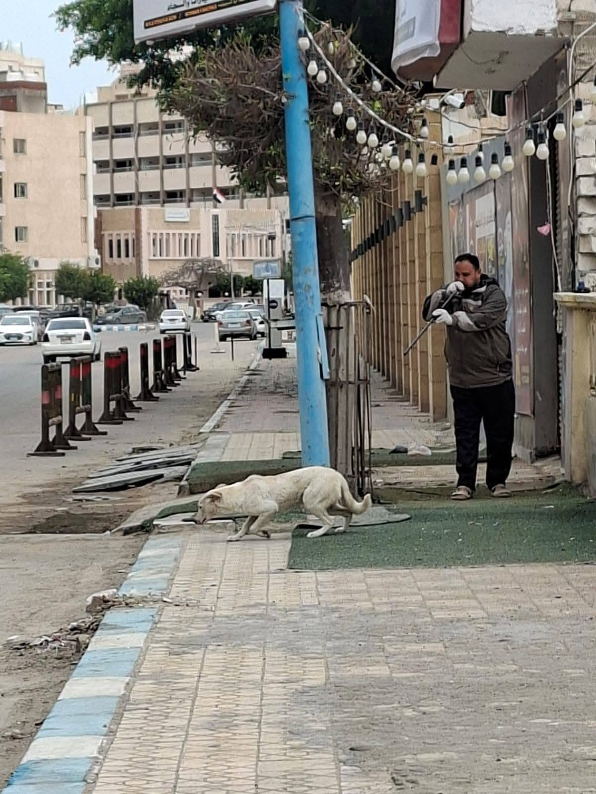 محافظ مطروح تنفيذ خطة عمل موسعة للتعامل مع ملف الكلاب الضالة بالمحافظة