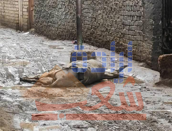 بسبب الأمطار.. نجاة طفل ونفوق حيوانات إثر صعق كهربائي في البدرشين