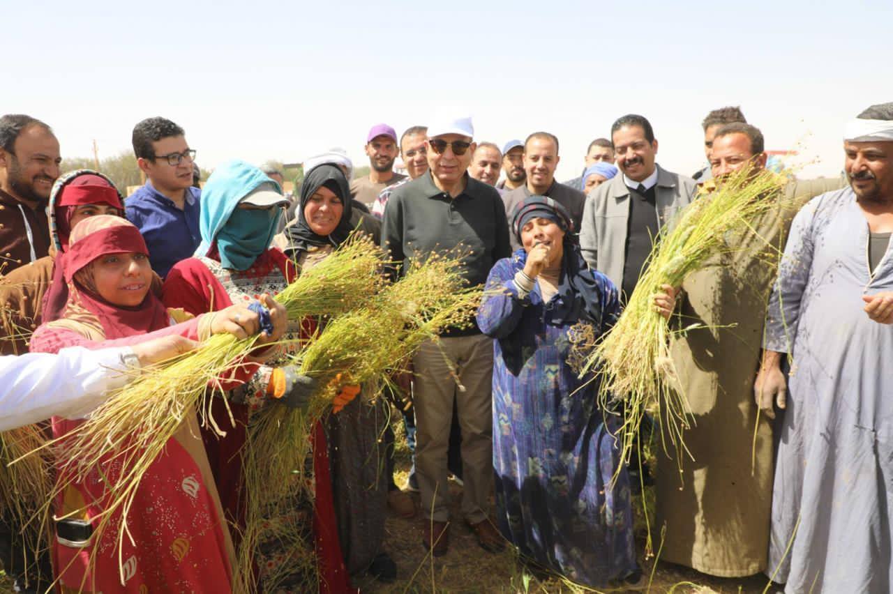 الذهب الأخضر لأول مرة فى المنيا وحصد 600 فدان كتان بأبوقرقاص