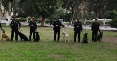 الكلاب البوليسية.. السلاح الفتاك لمواجهة “مافيا الكيف”